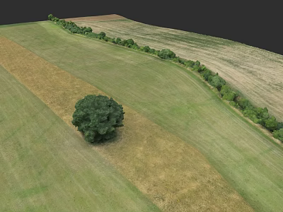 Microtopography Landscape Design Featuring Green Yellow Grass Single Large Tree And Tree Line 3d model