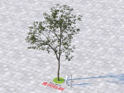 Tall Evergreen Qinggang Tree Standing on Gray Paved Square with Green Base and Small Figure 3d model