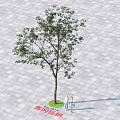 Tall Evergreen Qinggang Tree Standing on Gray Paved Square with Green Base and Small Figure