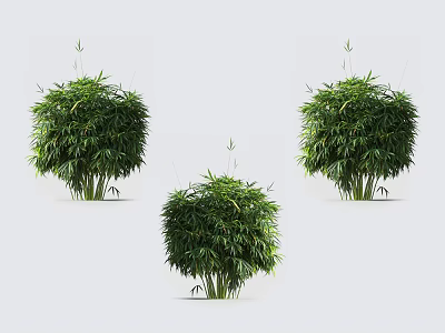 Lush Green Bamboo Plants With Fresh Leaves In Natural Growth Form 3d model