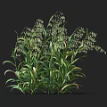 Crop Plant With Long Green Leaves And Small White Flowers