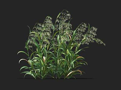 Crop Plant With Long Green Leaves And Small White Flowers 3d model