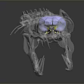 Transparent Dinosaur Skull Model With Detailed Colorful Internal Anatomical Structures 3d model