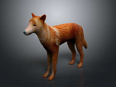 Orange And White Dingo With Short Fur Standing On Gray Background 3d model