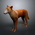 Orange And White Dingo With Short Fur Standing On Gray Background
