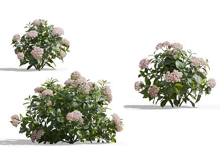 Modern Flowers 3d model