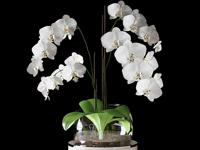 White Orchid Bonsai Plant With Green Leaves In Transparent Glass Pot 3d model