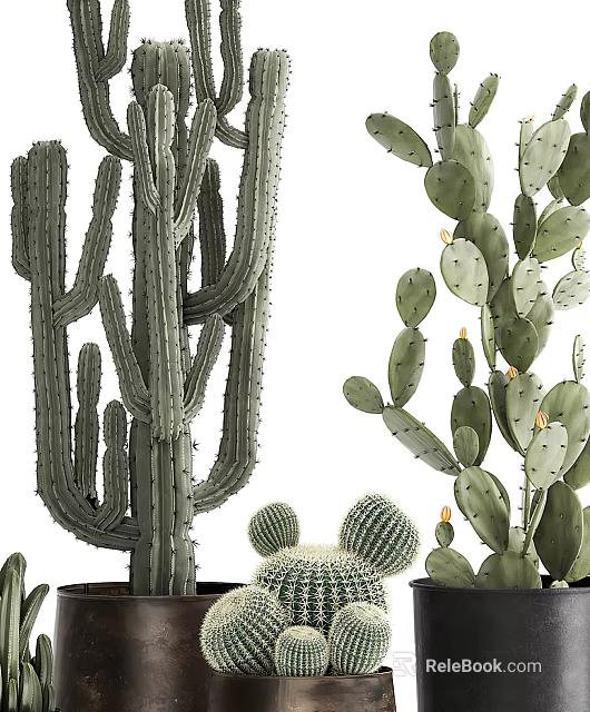 Different Types of Potted Cactus Plants Including Tall Columnar Round Globular and Flat Pad Varieties 3d model 