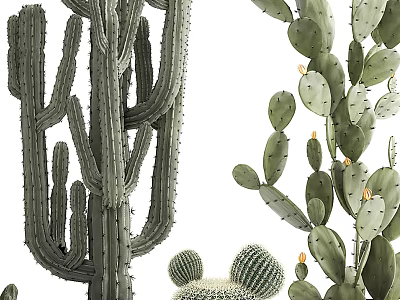 Different Types of Potted Cactus Plants Including Tall Columnar Round Globular and Flat Pad Varieties 3d model