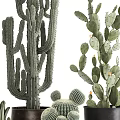 Different Types of Potted Cactus Plants Including Tall Columnar Round Globular and Flat Pad Varieties