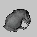 Detailed Animal Skull with Visible Teeth and Eye Sockets on Dark Background