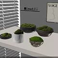 Decorative Moss Arranged in Various Bowls and Pots on White Shelf