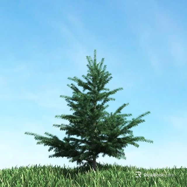 Tall Lush Evergreen Tree Standing Against Clear Blue Sky Outdoors 3d model 