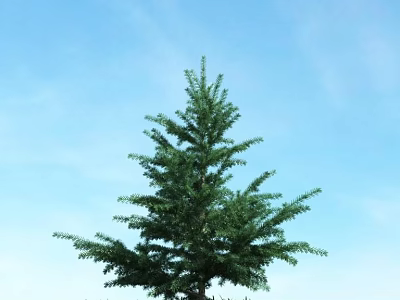 Tall Lush Evergreen Tree Standing Against Clear Blue Sky Outdoors 3d model