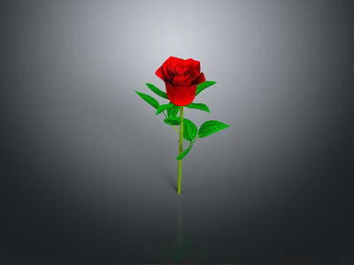 Red Rose Plant with Green Stem and Leaves on Gray Background with Clear Reflection 3d model