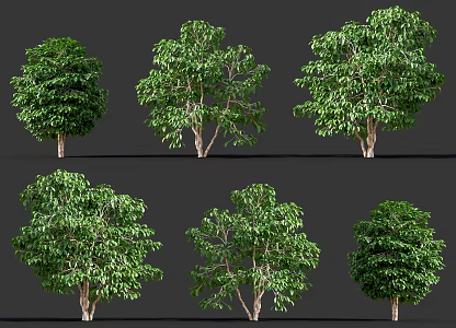 Small Fruit Coffee Trees Arbor Plants Arabica Coffee Bean Trees Arabica Coffee Trees Courtyard Garden Coffee Trees Street Trees Landscape Trees 3d model