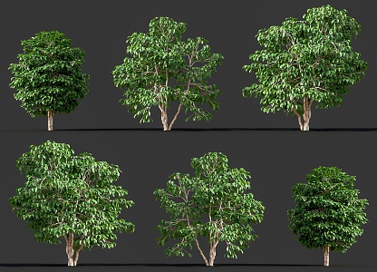 Small Fruit Coffee Trees Arbor Plants Arabica Coffee Bean Trees Arabica Coffee Trees Courtyard Garden Coffee Trees Street Trees Landscape Trees 3d model