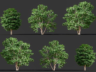 Small Fruit Coffee Trees Arbor Plants Arabica Coffee Bean Trees Arabica Coffee Trees Courtyard Garden Coffee Trees Street Trees Landscape Trees 3d model