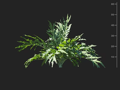 Green Crop Plant Featuring Serrated Edge Leaves Isolated On Black Background With Height Scale 3d model