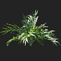 Green Crop Plant Featuring Serrated Edge Leaves Isolated On Black Background With Height Scale