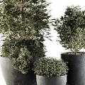 Lush Green Garden Decorative Plants With Various Sizes And Gray Planters