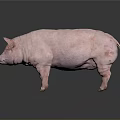 Detailed Complete Pig And Anatomical Model Displaying Internal Organs And External Hair