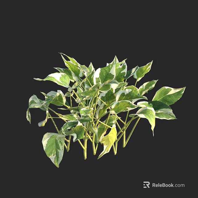 Indoor Shrub with Green and White Variegated Leaves for Home Decoration 3d model 