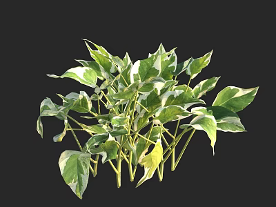 Indoor Shrub with Green and White Variegated Leaves for Home Decoration 3d model