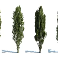 Healthy Green Arbor Trees in Various Sizes and Growth Stages
