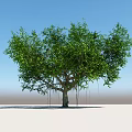 Lush Green Tree With Thick Trunk Aerial Roots And Dense Foliage