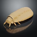 Yellowish Beetle With Elliptical Body And Six Legs On Dark Reflective Surface