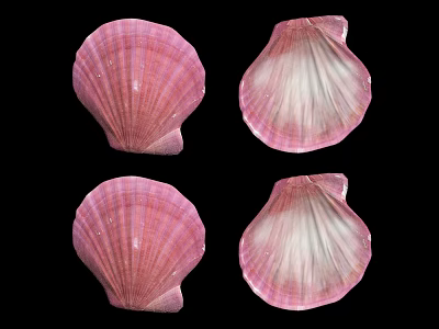 Four Pink Scallop Shells With Detailed Texture On Black Background 3d model