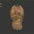 Human Internal Organs 3D Model Showing Detailed Anatomy Structure And Layout 3d model