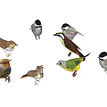 Various Colorful Birds of Different Species with Diverse Feather Patterns in Natural Poses