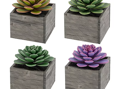 Colorful Succulent Plants in Wooden Square Pots for Indoor Decoration 3d model