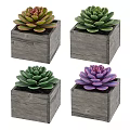Colorful Succulent Plants in Wooden Square Pots for Indoor Decoration