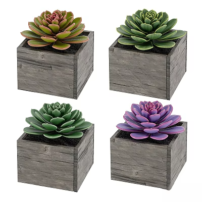 Colorful Succulent Plants in Wooden Square Pots for Indoor Decoration 3d model