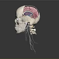 Human Head Organs Anatomical Structure 3D Model with Skull Brain and Nerves 3d model