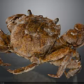 Whole Cooked Brown Crab With Shiny Shell Large Claws And Legs