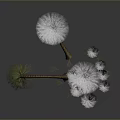 Exotic Plants With Brown Stems And White Fluffy Tops Featuring Green Fine Leaves