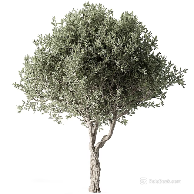 Tree Pit Showcasing Healthy Olive Tree With Twisted Trunk And Lush Foliage 3d model