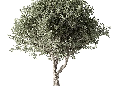 Tree Pit Showcasing Healthy Olive Tree With Twisted Trunk And Lush Foliage 3d model