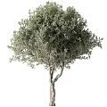 Tree Pit Showcasing Healthy Olive Tree With Twisted Trunk And Lush Foliage 3d model