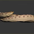 Coiled Brown Beige Spotted Snake In Ring Shape With Scaly Skin