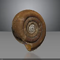 Spiral Brown Textured Snail Shell Isolated On Dark Background With Shiny Surface 3d model