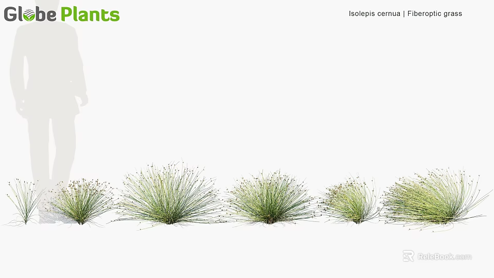 Green Juncus effusus Fennel Plants In Row For Garden Landscape And Decorative Use 3d model 