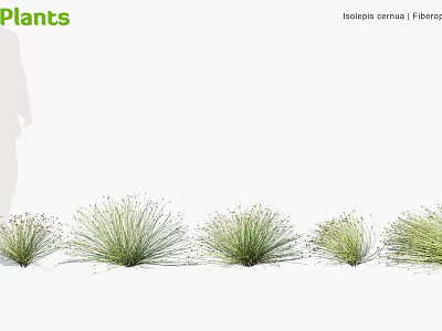 Green Juncus effusus Fennel Plants In Row For Garden Landscape And Decorative Use 3d model