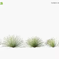 Green Juncus effusus Fennel Plants In Row For Garden Landscape And Decorative Use