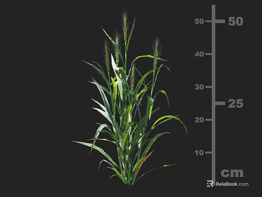 Green Crop Plant With Long Leaves And Stems Measured By Cm Scale 3d model 