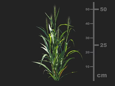 Green Crop Plant With Long Leaves And Stems Measured By Cm Scale 3d model